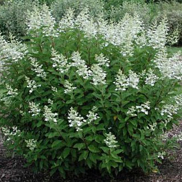 Гортензия метельчатая Тардива Гортензия метельчатая Тардива