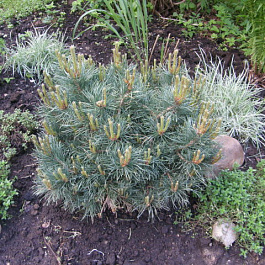 Сосна обыкновенная Мартэм