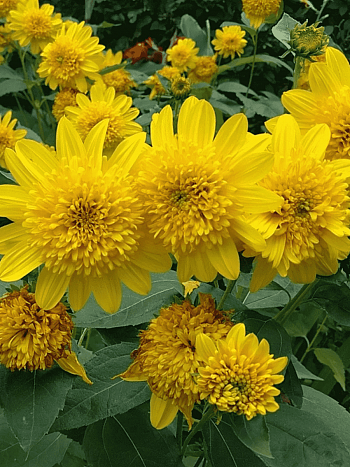 Подсолнечник анемовидный Happy Days