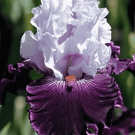 Ирис германский Blue Bird Wine