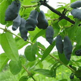 Жимолость плодовая Омега