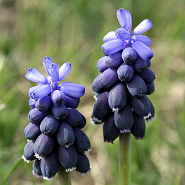 Мускари Неглектум Мускари Неглектум