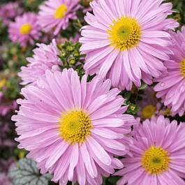 Астра ново-бельгийская Fellowship