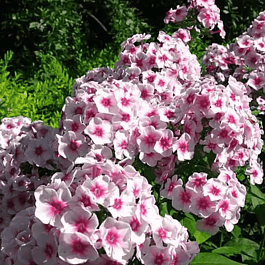 Флокс метельчатый Румяный