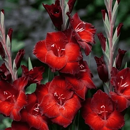 Гладиолус Azurro