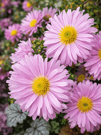 Астра ново-бельгийская Fellowship