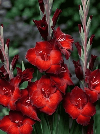 Гладиолус Azurro