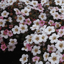 Камнеломка Арендса Pixie Pan Appleblossom