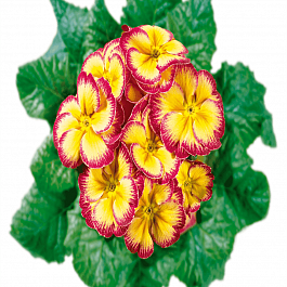 Примула Hethor Carnival