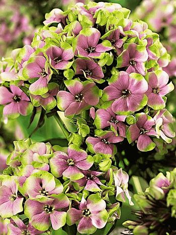 Флокс метельчатый Sherbet Blend