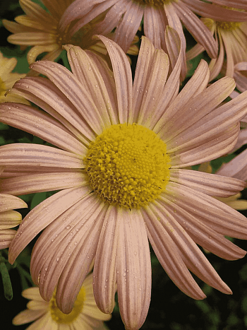 Хризантема красноватая Mary Stoker