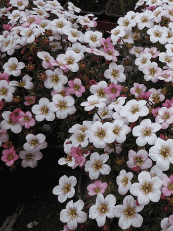 Камнеломка Арендса Pixie Pan Appleblossom