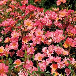 Роза Хэппи Пин'С Штамб Роза Хэппи Пин'С Штамб