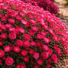 Астра ново-бельгийская Royal Ruby