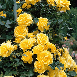 Роза плетистая Casino