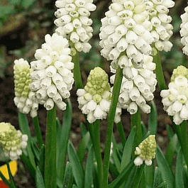 Мускари Botryoides Album