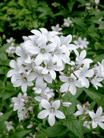 Колокольчик молочноцветковый Alba