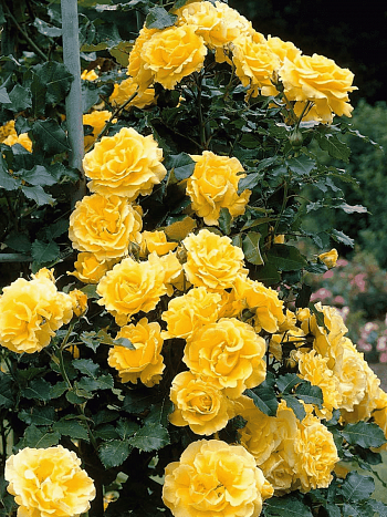 Роза плетистая Casino