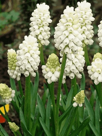 Мускари Botryoides Album