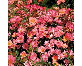 Роза Хэппи Пин'С Штамб Роза Хэппи Пин'С Штамб