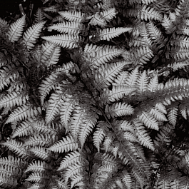 Кочедыжник ниппонский Burgundy Lace