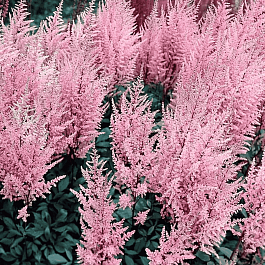 Астильба Арендса Erika