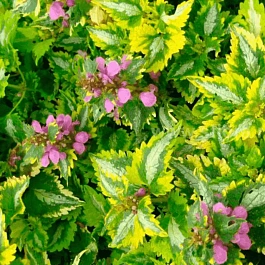 Яснотка крапчатая Anne Greenaway