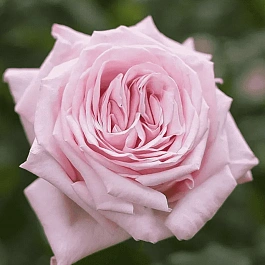 Роза чайно-гибридная Pink O'Hara