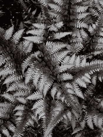 Кочедыжник ниппонский Burgundy Lace