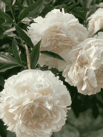 Пион Молочноцветковый Solange