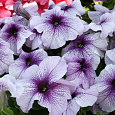 Петуния грандифлора Призм Блекберри Сандай Петуния грандифлора Призм Блекберри Сандай