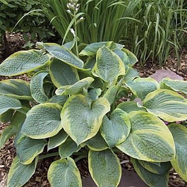 Хоста гибридная Самурай