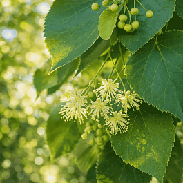Липа сердцевидная