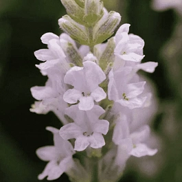 Лаванда узколистная Ellagance Pink