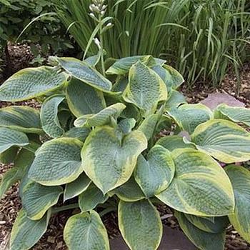 Хоста гибридная Самурай