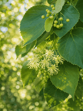Липа сердцевидная