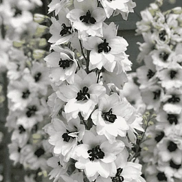 Дельфиниум  культурный M. F. White Dark Bee