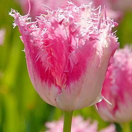 Тюльпан бахромчатый Хьюс Тен Бош