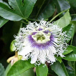 Маракуйя съедобная Avalanche