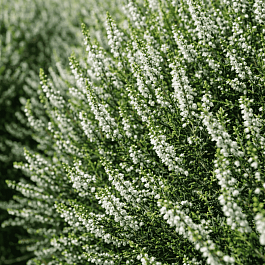 Вереск обыкновенный Alba Praecox