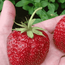 Земляника садовая Максим