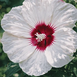 Гибискус болотный Luna White