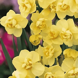 Нарцисс Yellow Cheerfulness