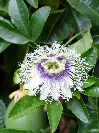 Маракуйя съедобная Avalanche