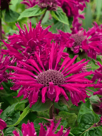 Монарда гибридная Bee-True