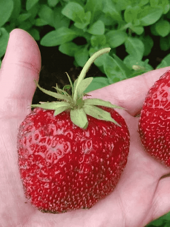 Земляника садовая Максим