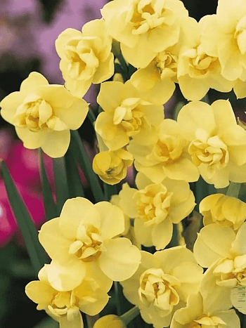 Нарцисс Yellow Cheerfulness