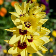 Иксия гибридная Yellow Emperor Иксия гибридная Yellow Emperor