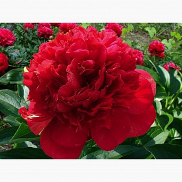Пион древовидный Красный Шар