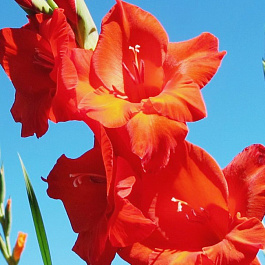 Гладиолус крупноцветковый Абсолют